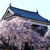 上田城の桜