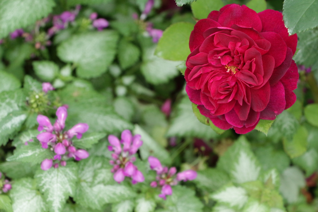 薔薇と花