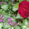 薔薇と花