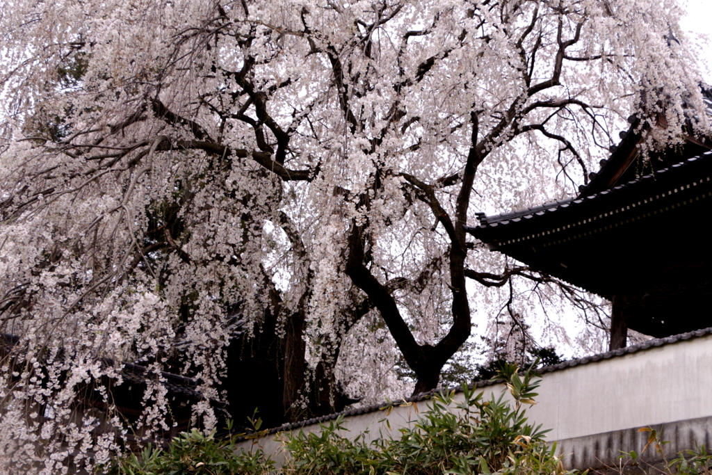 光林寺の枝垂桜