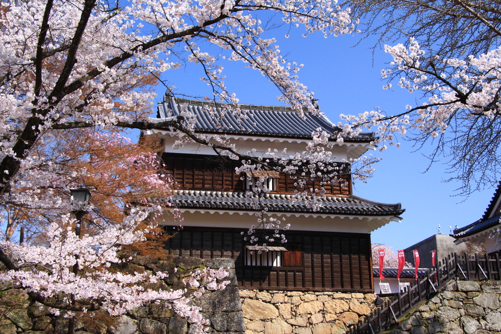 上田城跡公園の桜