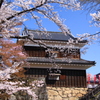 上田城跡公園の桜