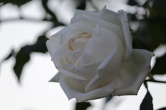 白い薔薇