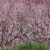あんずの花