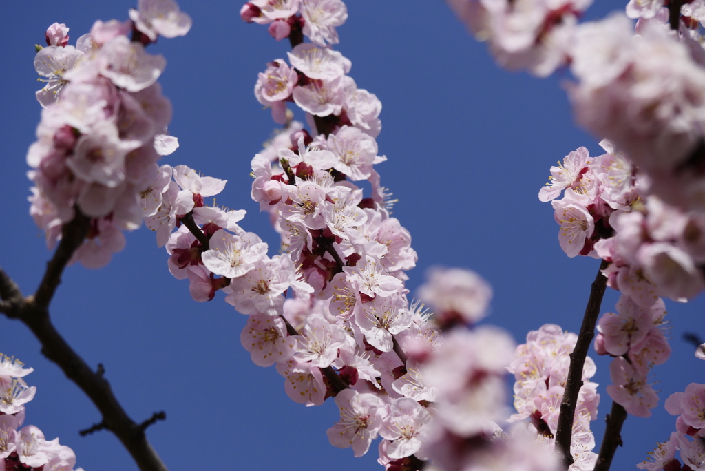 あんずの花