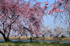 治田公園の桜