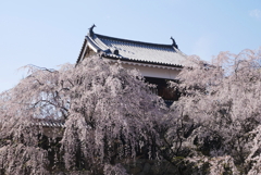 上田城址公園の桜