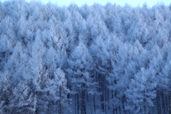 樹氷の林
