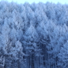 樹氷の林
