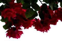 アーチの薔薇