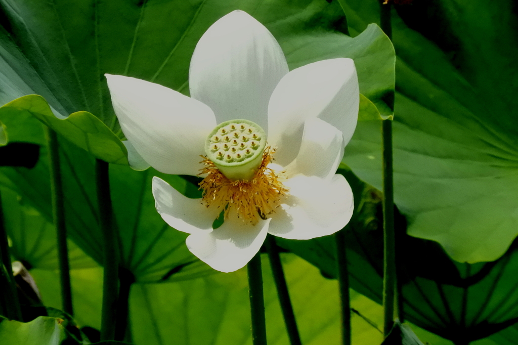 ハスの花