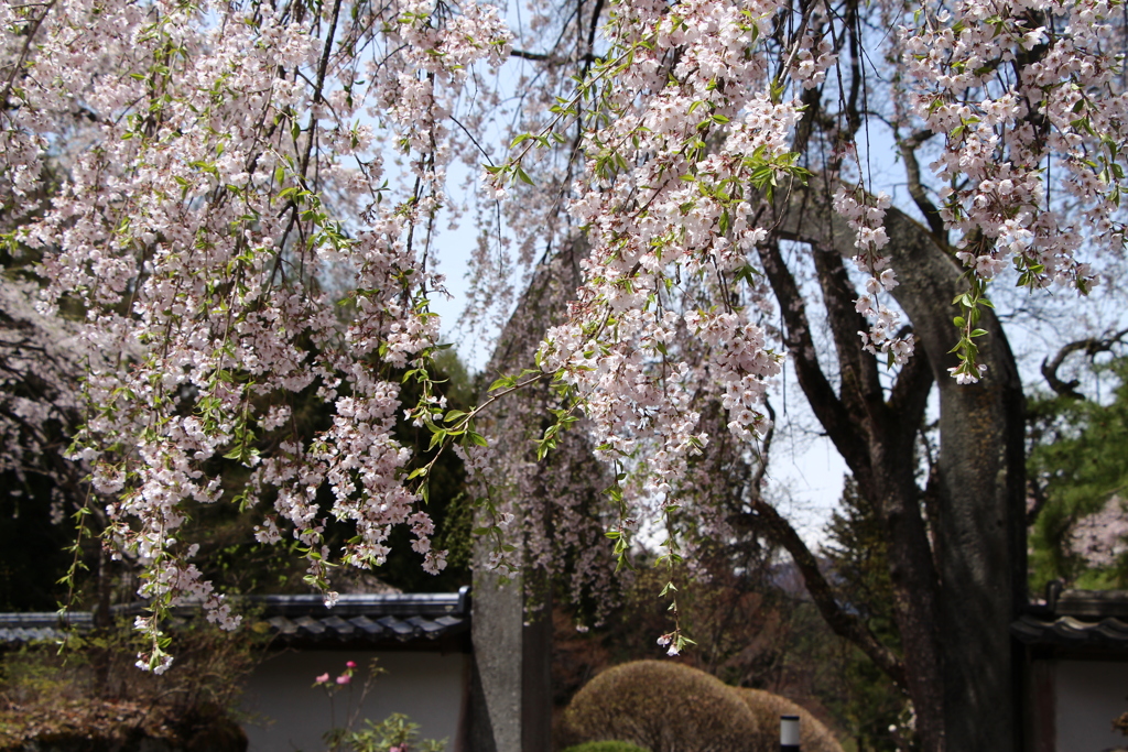 長谷寺