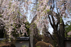 長谷寺