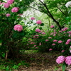 紫陽花