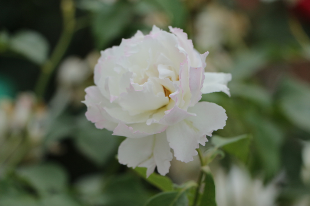 薔薇