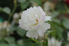 薔薇