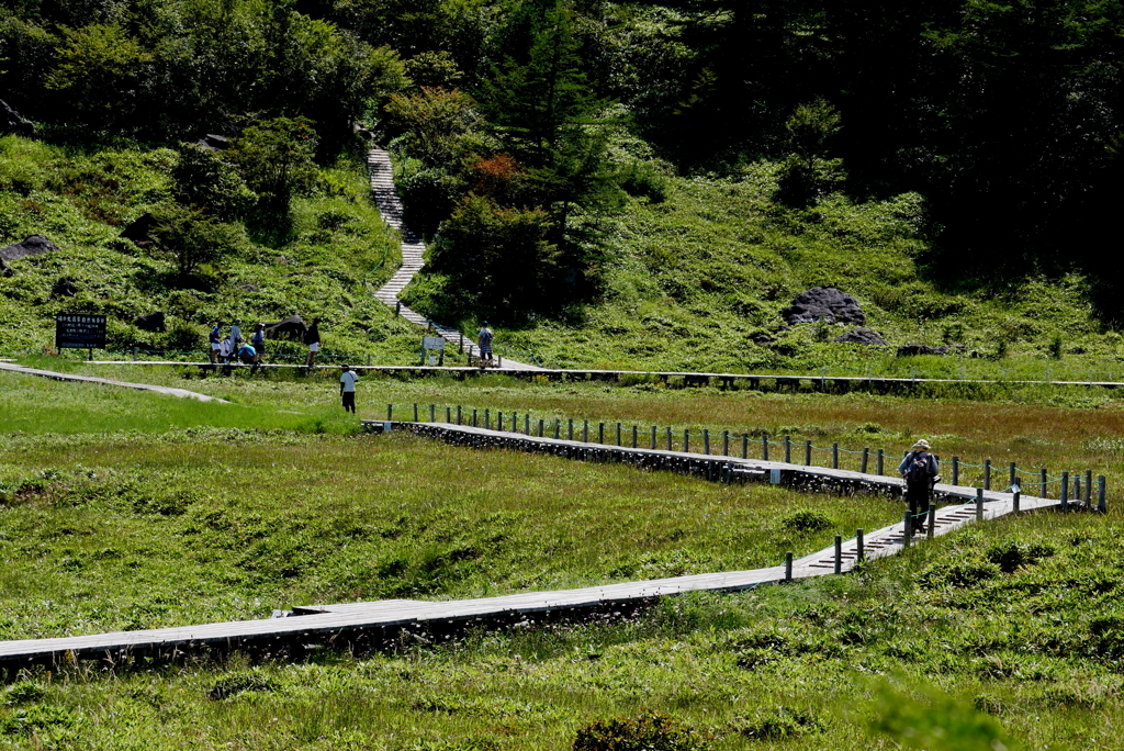 池の平湿原