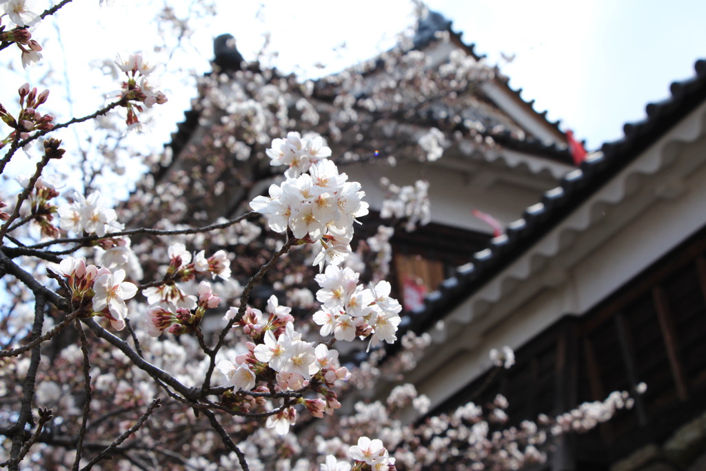 上田城の桜