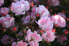 蕾も可愛い薔薇