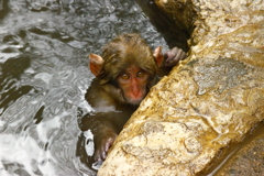 可愛いね　　Snow Monkey