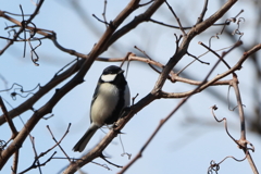 シジュウカラ