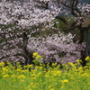 春色２つ