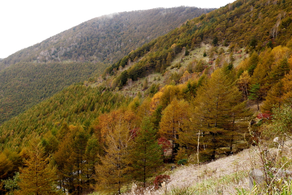高峰高原の紅葉