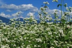 蕎麦の花