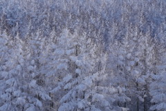 雪景色