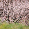あんずの花