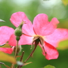 薔薇