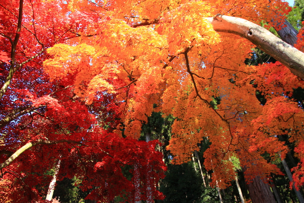 紅葉