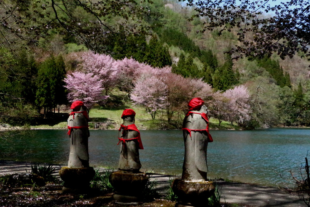 中綱湖の桜