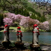 中綱湖の桜