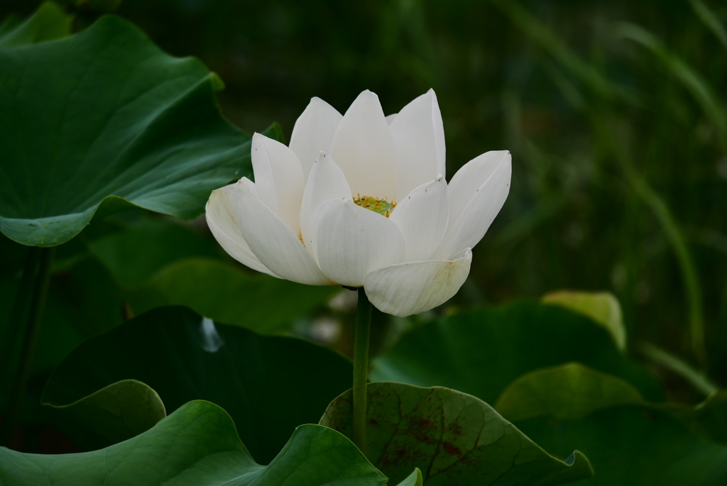 蓮