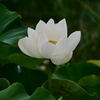 蓮