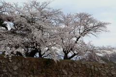 松代城跡の春