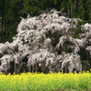坪井のしだれ桜