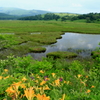 八島ヶ原湿原