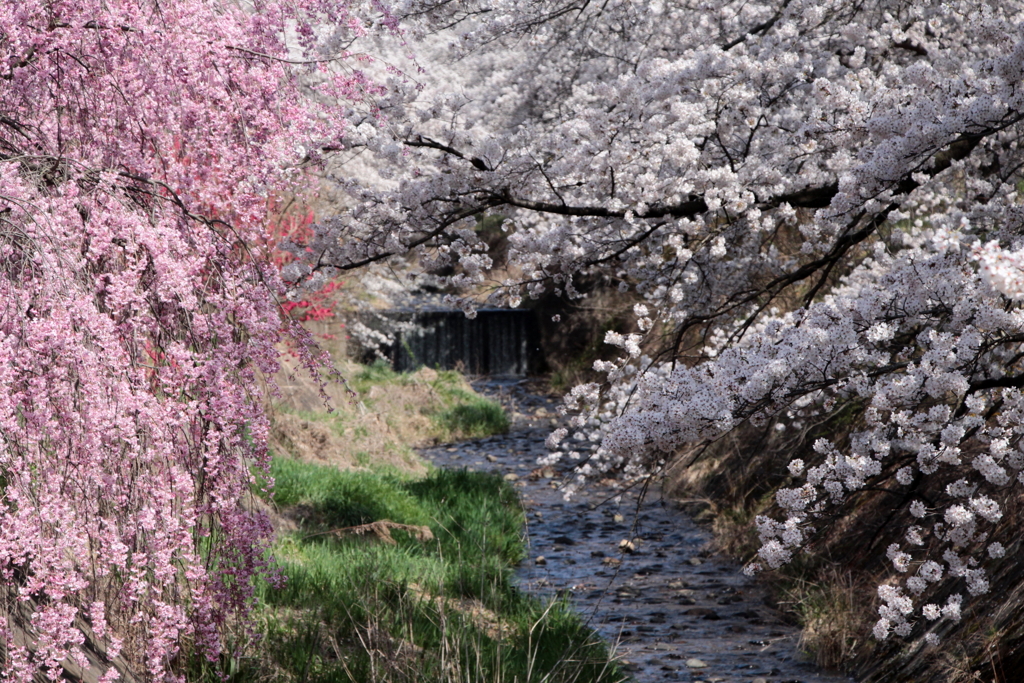 川辺のさくら