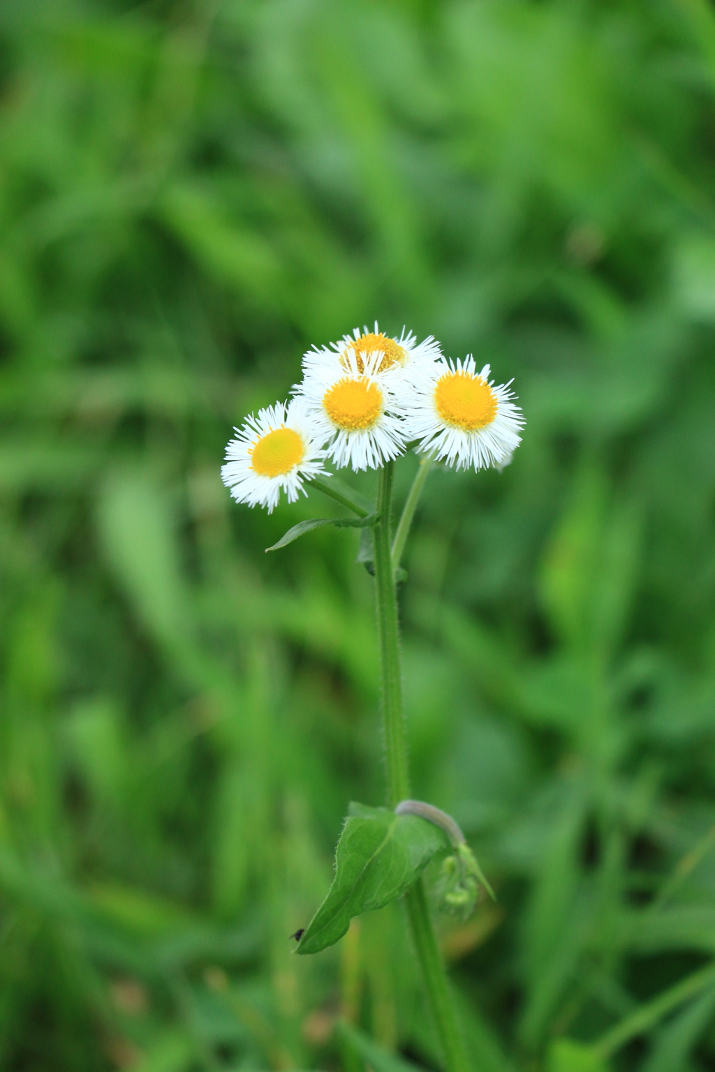 野の花