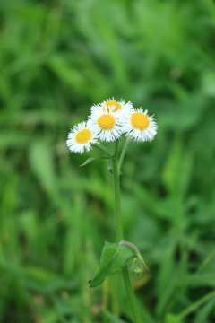 野の花