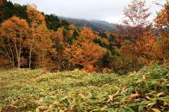 秋の志賀高原
