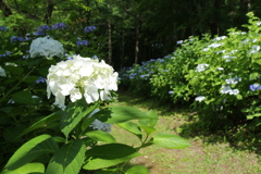 塩田城址　紫陽花の小路