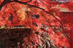 上田城の紅葉