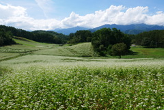 蕎麦畑