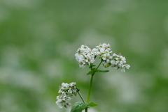 蕎麦の花