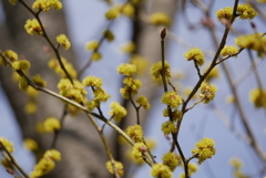 多分　サンシュユの花