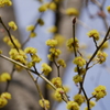 多分　サンシュユの花