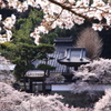 大雲寺の桜